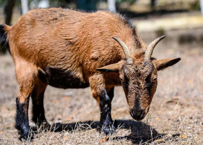 Quinta Do Vale - Natureza, Piscina E Praia! Maison d'hôtes Carvoeira