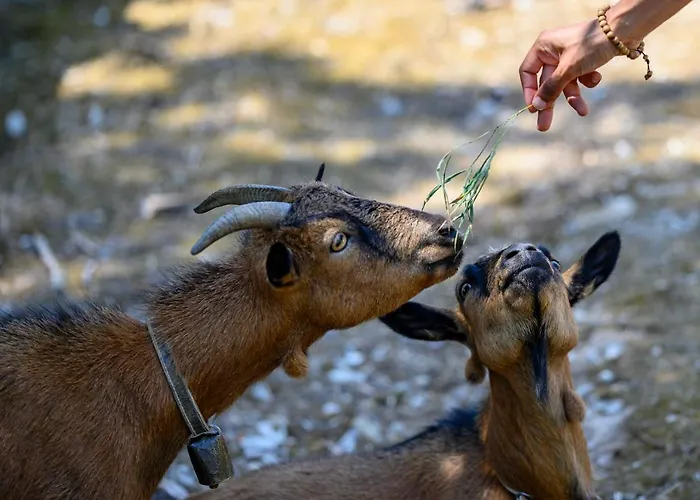 Maison d'hôtes Quinta Do Vale - Natureza, Piscina E Praia! 3*